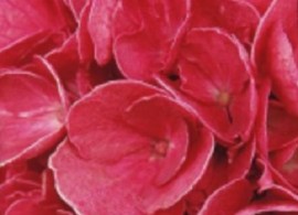 hortensia-julisa-00 (1)